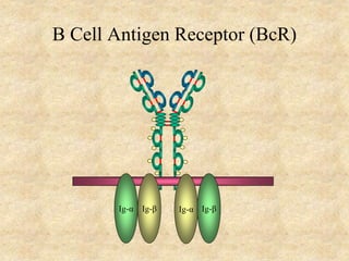 B Cell Antigen Receptor (BcR)
Ig-α
Ig-β Ig-β
Ig-α
 