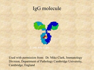 IgG molecule
Used with permission from: Dr. Mike Clark, Immunology
Division, Department of Pathology Cambridge University,
Cambridge, England
 