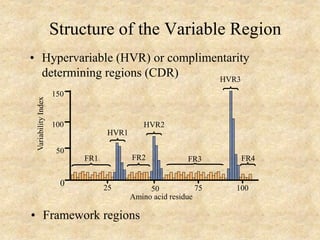 Structure of the Variable Region
• Hypervariable (HVR) or complimentarity
determining regions (CDR) HVR3
FR1 FR2 FR3 FR4
HVR1
HVR2
Variability
Index
25 75
50 100
Amino acid residue
150
100
50
0
• Framework regions
 