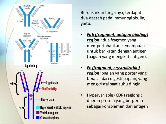 Macam Macam Imunoglobulin Beserta Fungsinya Enak