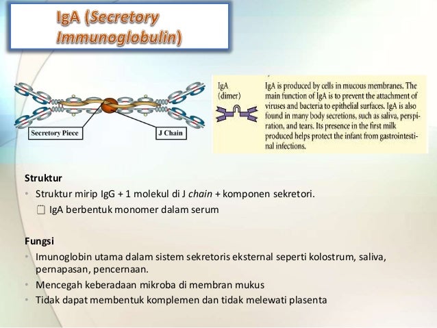 Macam Macam Imunoglobulin Beserta Fungsinya Enak