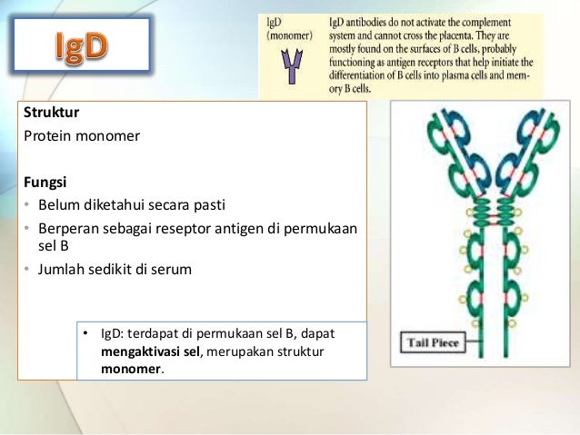 Immunoglobulin Dan Antibodi
