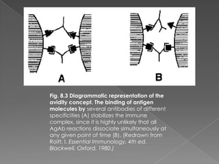 Fig. 8.3 Diagrammatic representation of the
avidity concept. The binding of antigen
molecules by several antibodies of different
specificities (A) stabilizes the immune
complex, since it is highly unlikely that all
AgAb reactions dissociate simultaneously at
any given point of time (B). (Redrawn from
Roitt, I. Essential Immunology, 4th ed.
Blackwell, Oxford, 1980.)
 