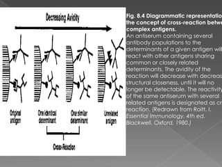 Fig. 8.4 Diagrammatic representation
the concept of cross-reaction betwe
complex antigens.
An antiserum containing several
antibody populations to the
determinants of a given antigen will
react with other antigens sharing
common or closely related
determinants. The avidity of the
reaction will decrease with decreasi
structural closeness, until it will no
longer be detectable. The reactivity
of the same antiserum with several
related antigens is designated as cro
reaction. (Redrawn from Roitt, I.
Essential Immunology, 4th ed.
Blackwell, Oxford, 1980.)
 