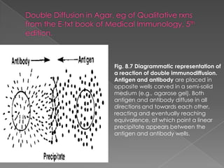 Fig. 8.7 Diagrammatic representation of
a reaction of double immunodiffusion.
Antigen and antibody are placed in
opposite wells carved in a semi-solid
medium (e.g., agarose gel). Both
antigen and antibody diffuse in all
directions and towards each other,
reacting and eventually reaching
equivalence, at which point a linear
precipitate appears between the
antigen and antibody wells.
 