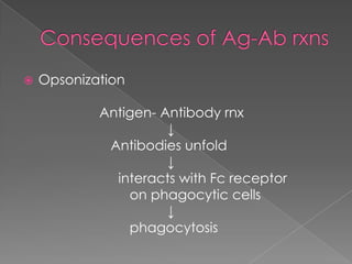    Opsonization

            Antigen- Antibody rnx
                      ↓
             Antibodies unfold
                      ↓
              interаcts with Fc receptor
                on phаgocytic cells
                      ↓
                phаgocytosis
 