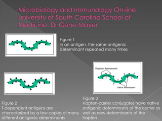 Figure 1
                            In an antigen, the same antigenic
                            determinant repeated many times




                                      Figure 3
Figure 2                              Hapten-carrier conjugates have native
T-dependent antigens are              antigenic determinants of the carrier as
characterized by a few copies of many well as new determinants of the
different antigenic determinants      hapten
 