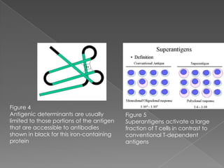 Figure 4
Antigenic determinants are usually         Figure 5
limited to those portions of the antigen   Superantigens activate a large
that are accessible to antibodies          fraction of T cells in contrast to
shown in black for this iron-containing    conventional T-dependent
protein                                    antigens
 