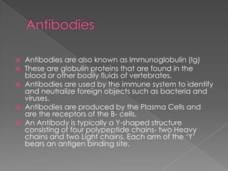    Antibodies are also known as Immunoglobulin (Ig)
   These are globulin proteins that are found in the
    blood or other bodily fluids of vertebrates.
   Antibodies are used by the immune system to identify
    and neutralize foreign objects such as bacteria and
    viruses.
   Antibodies are produced by the Plasma Cells and
    are the receptors of the B- cells.
   An Antibody is typically a Y-shaped structure
    consisting of four polypeptide chains- two Heavy
    chains and two Light chains. Each arm of the „Y‟
    bears an antigen binding site.
 