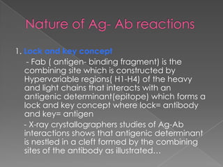 1. Lock and key concept
    - Fab ( antigen- binding fragment) is the
   combining site which is constructed by
   Hypervariable regions( H1-H4) of the heavy
   and light chains that interacts with an
   antigenic determinant(epitope) which forms a
   lock and key concept where lock= antibody
   and key= antigen
   - X-ray crystallographers studies of Ag-Ab
   interactions shows that antigenic determinant
   is nestled in a cleft formed by the combining
   sites of the antibody as illustrated…
 