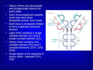 • Heavy chains are structurally
and antigenically distinct for
each class
• Each immunoglobulin peptide
chain has intra chain
disulphide bonds- form loops
• Each loop is compactly folded
to form a globular structure-
domain
• Light chain contains a single
variable domain (VL) and a
single constant domain (CL).
• Heavy chain contains one
variable domain (VH) and 3
constant domains (CH1, CH2,
CH3)
• Hinge region is the segment in
heavy chain - between CH1,
CH2
 