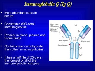 Immunoglobulin G (Ig G)
• Most abundant class in
serum
• Constitutes 80% total
immunoglobulin
• Present in blood, plasma and
tissue fluids
• Contains less carbohydrate
than other immunoglobulins
• It has a half life of 23 days:
the longest of all of the
immunoglobulin isotypes
 