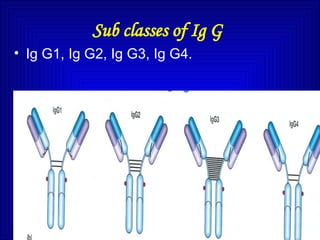 Sub classes of Ig G
• Ig G1, Ig G2, Ig G3, Ig G4.
 