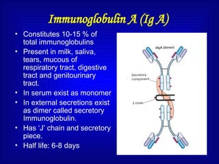 Immunoglobulin A (Ig A)
• Constitutes 10-15 % of
total immunoglobulins
• Present in milk, saliva,
tears, mucous of
respiratory tract, digestive
tract and genitourinary
tract.
• In serum exist as monomer
• In external secretions exist
as dimer called secretory
Immunoglobulin.
• Has ‘J’ chain and secretory
piece.
• Half life: 6-8 days
 