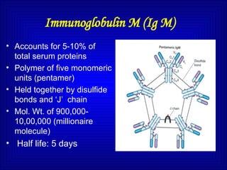 Immunoglobulin M (Ig M)
• Accounts for 5-10% of
total serum proteins
• Polymer of five monomeric
units (pentamer)
• Held together by disulfide
bonds and ‘J’ chain
• Mol. Wt. of 900,000-
10,00,000 (millionaire
molecule)
• Half life: 5 days
 
