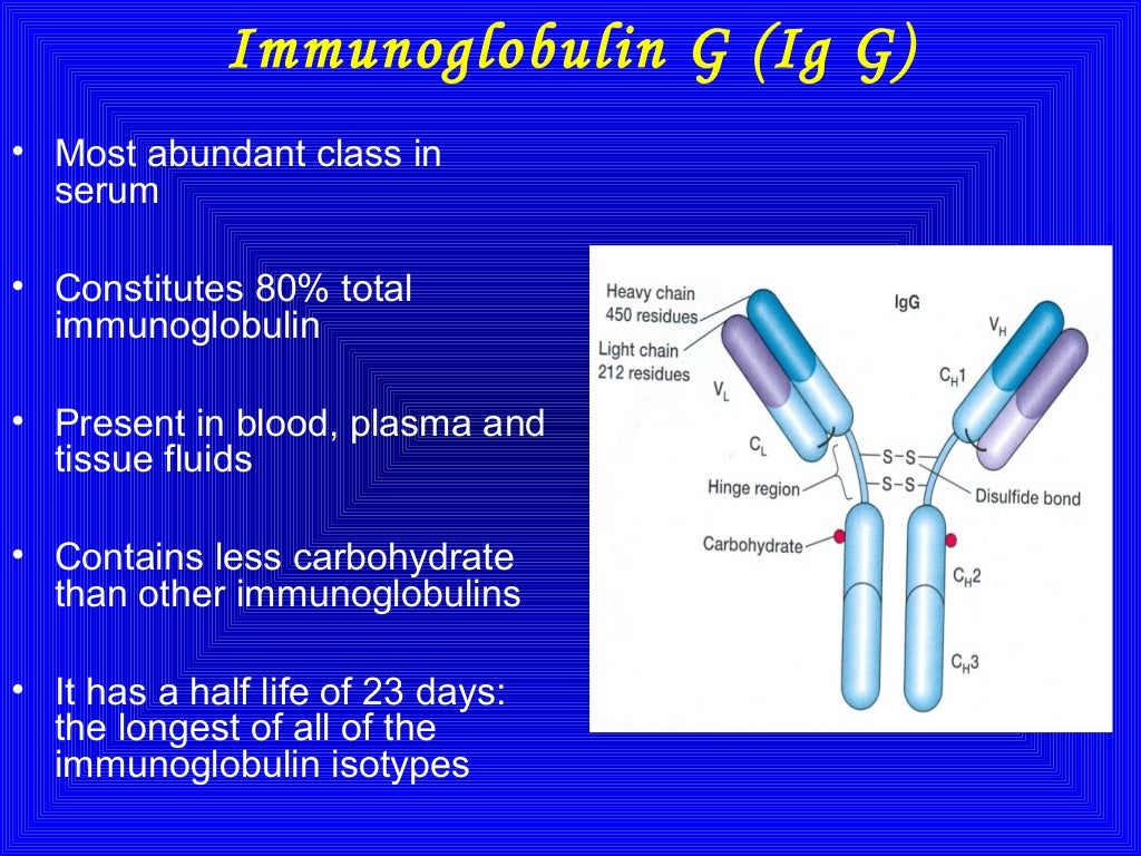 Immunoglobulins