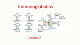 Immunoglobulins
Lecture 3
 