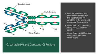 C. Variable (V) and Constant (C) Regions
• Both the heavy and light
chain can be divided into
two regions based on
variability in the amino acid
sequences. These are the
• Light Chain - VL (110 amino
acids) and CL (110 amino
acids)
• Heavy Chain - VH (110 amino
acids) and CH (330-440
amino acids)
 