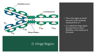 D. Hinge Region
• This is the region at which
the arms of the antibody
molecule form a Y.
• It is called the hinge region
because there is some
flexibility in the molecule at
this point.
 