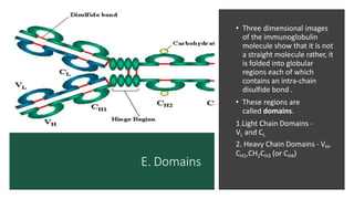 E. Domains
• Three dimensional images
of the immunoglobulin
molecule show that it is not
a straight molecule rather, it
is folded into globular
regions each of which
contains an intra-chain
disulfide bond .
• These regions are
called domains.
1.Light Chain Domains -
VL and CL
2. Heavy Chain Domains - VH,
CH1,CH2CH3 (or CH4)
 