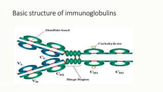Basic structure of immunoglobulins
 