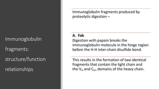 Immunoglobulin
fragments:
structure/function
relationships
Immunoglobulin fragments produced by
proteolytic digestion –
A. Fab
Digestion with papain breaks the
immunoglobulin molecule in the hinge region
before the H-H inter-chain disulfide bond.
This results in the formation of two identical
fragments that contain the light chain and
the VH and CH1 domains of the heavy chain.
 