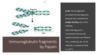 Immunoglobulin fragments
by Papain
a.Fab -These fragments
are called the Fab fragments
because they contained the
antigen binding sites of the
antibody.
•Each Fab fragment is
monovalent whereas the
original molecule was divalent.
•The combining site of the
antibody is created by both
VH and VL.
 