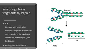 Immunoglobulin
fragments by Papain
• B. Fc
Digestion with papain also
produces a fragment that contains
the remainder of the two heavy
chains each containing a CH2 and
CH3 domain.
• This fragment was called Fc
because it was easily crystallized.
 
