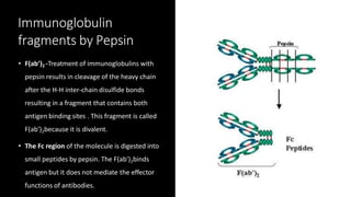 Immunoglobulin
fragments by Pepsin
• F(ab’)2 -Treatment of immunoglobulins with
pepsin results in cleavage of the heavy chain
after the H-H inter-chain disulfide bonds
resulting in a fragment that contains both
antigen binding sites . This fragment is called
F(ab')2because it is divalent.
• The Fc region of the molecule is digested into
small peptides by pepsin. The F(ab')2binds
antigen but it does not mediate the effector
functions of antibodies.
 