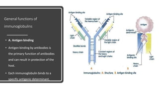 General functions of
immunoglobulins
• A. Antigen binding
• Antigen binding by antibodies is
the primary function of antibodies
and can result in protection of the
host.
• Each immunoglobulin binds to a
specific antigenic determinant.
 