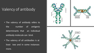 Valency of antibody
• The valency of antibody refers to
the number of antigenic
determinants that an individual
antibody molecule can bind.
• The valency of all antibodies is at
least two and in some instances
more.
 