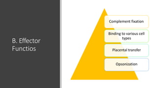 B. Effector
Functios
Complement fixation
Binding to various cell
types
Placental transfer
Opsonization
 
