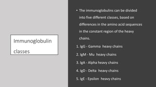 Immunoglobulin
classes
• The immunoglobulins can be divided
into five different classes, based on
differences in the amino acid sequences
in the constant region of the heavy
chains.
1. IgG - Gamma heavy chains
2. IgM - Mu heavy chains
3. IgA - Alpha heavy chains
4. IgD - Delta heavy chains
5. IgE - Epsilon heavy chains
 