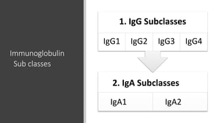 Immunoglobulin
Sub classes
2. IgA Subclasses
IgA1 IgA2
1. IgG Subclasses
IgG1 IgG2 IgG3 IgG4
 