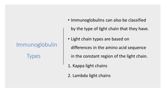 Immunoglobulin
Types
• Immunoglobulins can also be classified
by the type of light chain that they have.
• Light chain types are based on
differences in the amino acid sequence
in the constant region of the light chain.
1. Kappa light chains
2. Lambda light chains
 
