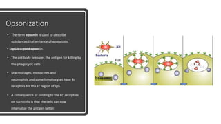 Opsonization
• The term opsonin is used to describe
substances that enhance phagocytosis.
• IgG is a good opsonin.
• The antibody prepares the antigen for killing by
the phagocytic cells.
• Macrophages, monocytes and
neutrophils and some lymphocytes have Fc
receptors for the Fc region of IgG.
• A consequence of binding to the Fc receptors
on such cells is that the cells can now
internalize the antigen better.
 