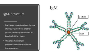 IgM- Structure
• IgM has an extra domain on the mu
chain (CH4) and it has another
protein covalently bound via a S-S
bond called the J chain.
• This chain functions in
polymerization of the molecule
into a pentamer.
 