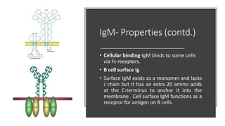IgM- Properties (contd.)
• Cellular binding-IgM binds to some cells
via Fc receptors.
• B cell surface Ig
• Surface IgM exists as a monomer and lacks
J chain but it has an extra 20 amino acids
at the C-terminus to anchor it into the
membrane . Cell surface IgM functions as a
receptor for antigen on B cells.
 