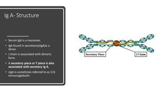 Ig A- Structure
• Serum IgA is a monomer,
• IgA found in secretions(sIgA)is a
dimer.
• J chain is associated with dimeric
form.
• A secretory piece or T piece is also
associated with secretory Ig A.
• sIgA is sometimes referred to as 11S
immunoglobulin
 