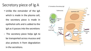 Secretory piece of Ig A
• Unlike the remainder of the IgA
which is made in the plasma cell,
the secretory piece is made in
epithelial cells and is added to the
IgA as it passes into the secretions
• The secretory piece helps IgA to
be transported across mucosa and
also protects it from degradation
in the secretions.
 