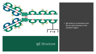 IgE-Structure
• IgE exists as a monomer and
has an extra domain in the
constant region.
 