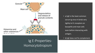 Ig E-Properties-
Homocytotropism
• a) IgE is the least common
serum Ig since it binds very
tightly to Fc receptors on
basophils and mast cells
even before interacting with
antigen.
• b) IgE does not fix complement.
 