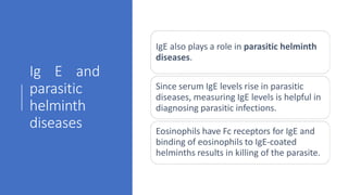 Ig E and
parasitic
helminth
diseases
IgE also plays a role in parasitic helminth
diseases.
Since serum IgE levels rise in parasitic
diseases, measuring IgE levels is helpful in
diagnosing parasitic infections.
Eosinophils have Fc receptors for IgE and
binding of eosinophils to IgE-coated
helminths results in killing of the parasite.
 