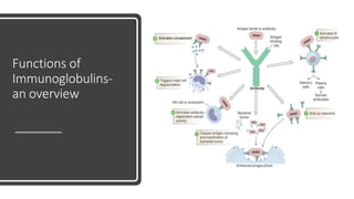 Functions of
Immunoglobulins-
an overview
 