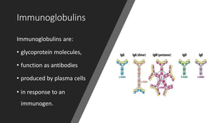 Immunoglobulins
Immunoglobulins are:
• glycoprotein molecules,
• function as antibodies
• produced by plasma cells
• in response to an
immunogen.
 