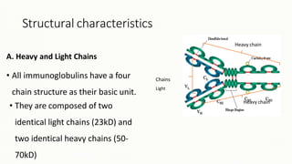 Structural characteristics
• They are composed of two
identical light chains (23kD) and
two identical heavy chains (50-
70kD)
A. Heavy and Light Chains
• All immunoglobulins have a four
chain structure as their basic unit.
Chains
Light
Heavy chain
Heavy chain
 