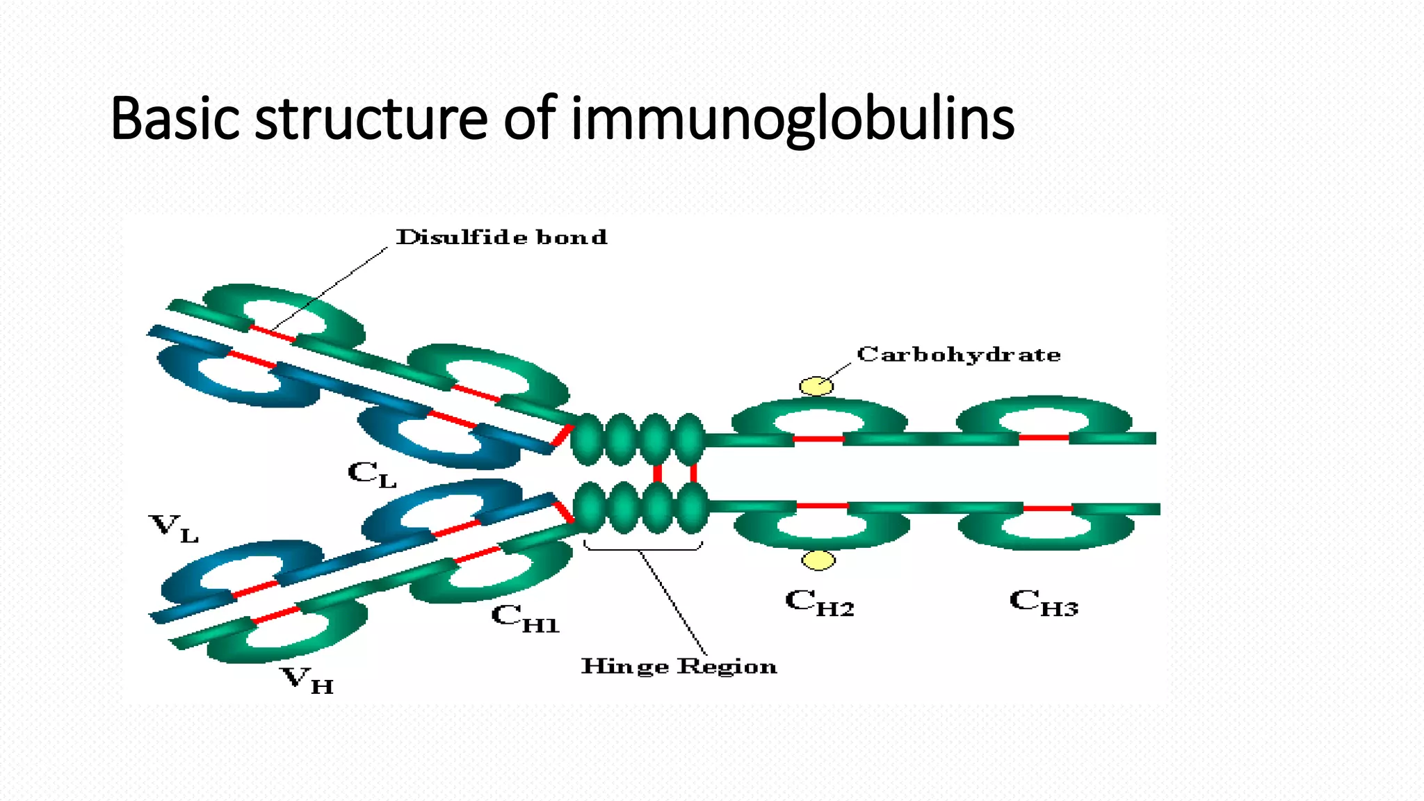 Immunoglobulins- Structure and function | PDF