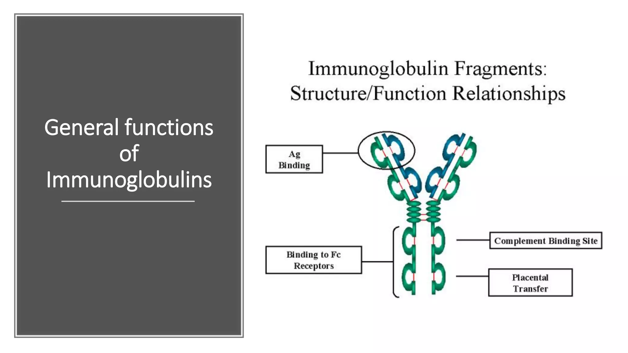 Immunoglobulins- Structure and function | PDF