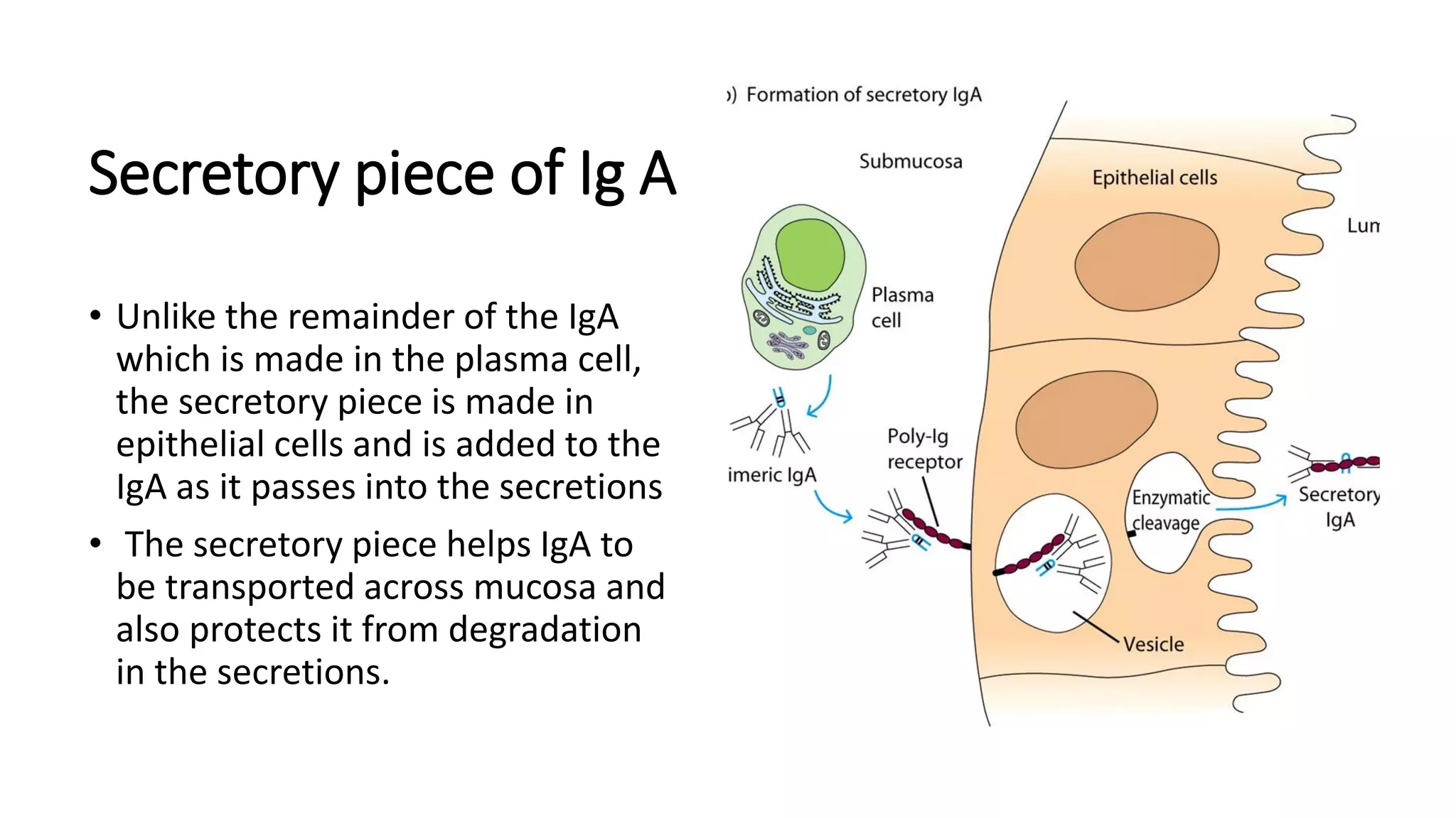 Immunoglobulins Structure And Function PDF immunoglobulins-structure-and-function-pdf