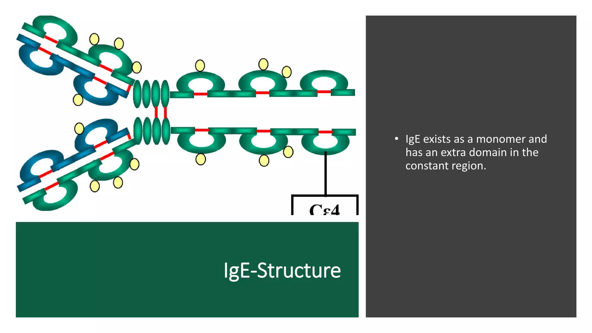 Immunoglobulins- Structure and function | PDF
